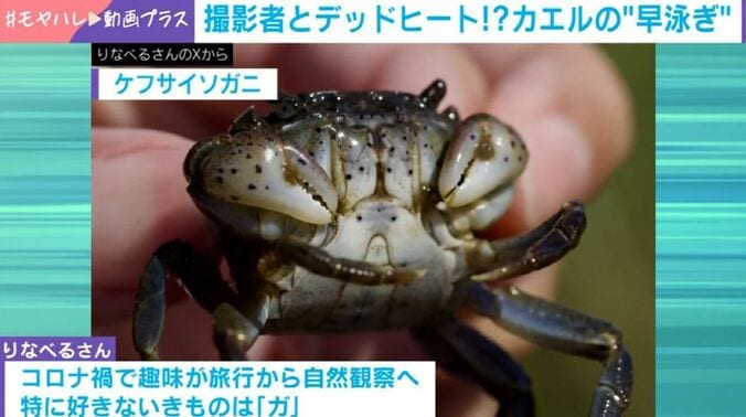 モリアオガエル