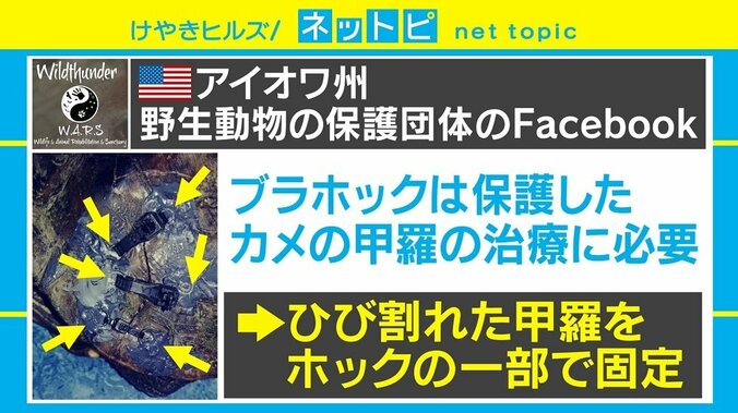 「ブラのホックだけ下さい」米動物保護団体が呼びかけ、その使途とは？ 2枚目