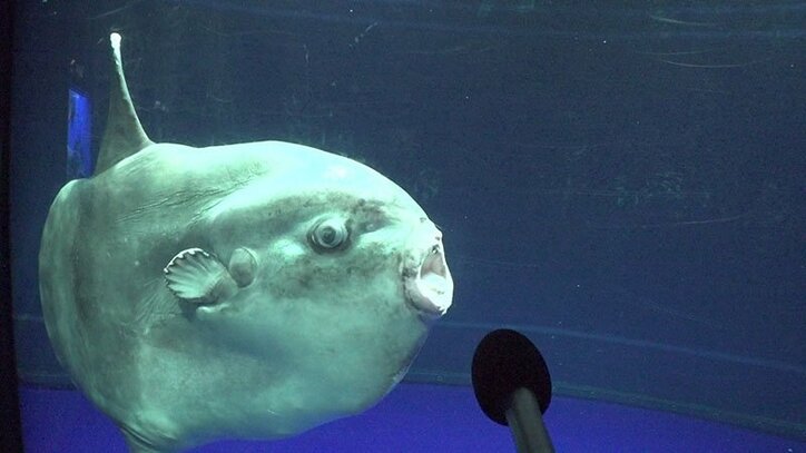 動物たちの可愛すぎる“食事タイム”に密着! ホワイトタイガーこだわりのディナーとは?