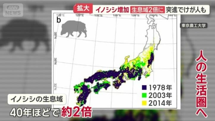イノシシの生息域　約2倍に拡大