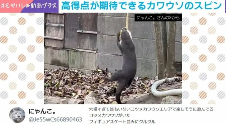 コツメカワウソの華麗なスピン技