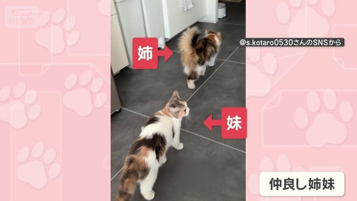 お姉さんについていく妹ネコ