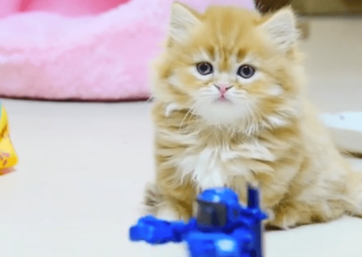 猫「こいつは誰だ…？」青い物体に固まるマンチカンズがかわいい