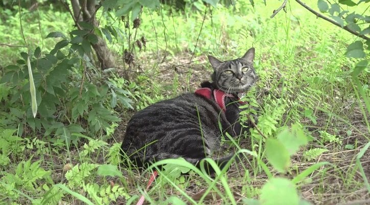 猫と旅、してみるニャ? 癒し系番組「旅猫ロマン」3作品が初放送