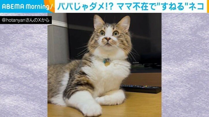 猫のほたてくん