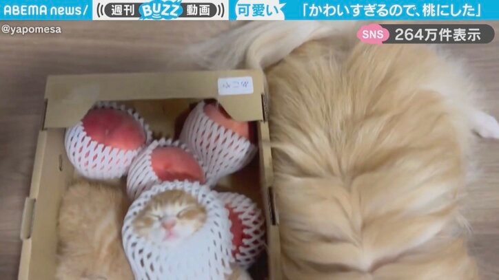 猫の「ちまくん」