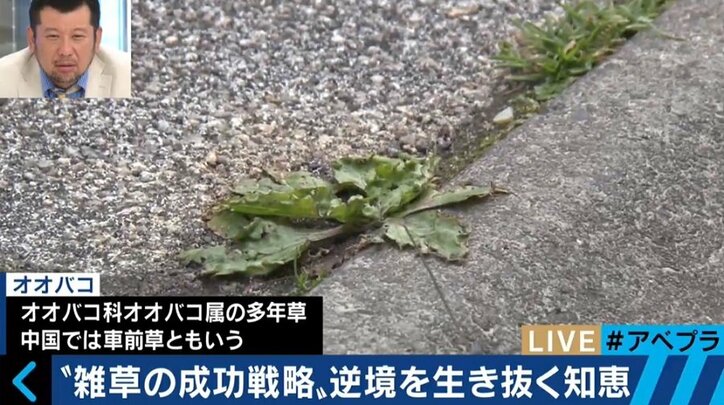 「雑草」に学ぶ現代人の生き方、“一番重要な変化しないもの”に合わせて変化する