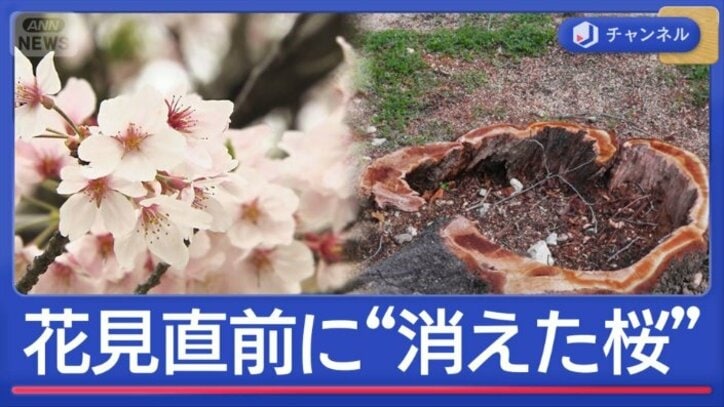 花見直前に“消えた桜”住民怒り 何が?