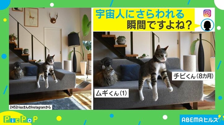 「宇宙人にさらわれる瞬間ですよね？」 愛猫への反響に投稿者も「それにしか見えなくなりました（笑）」