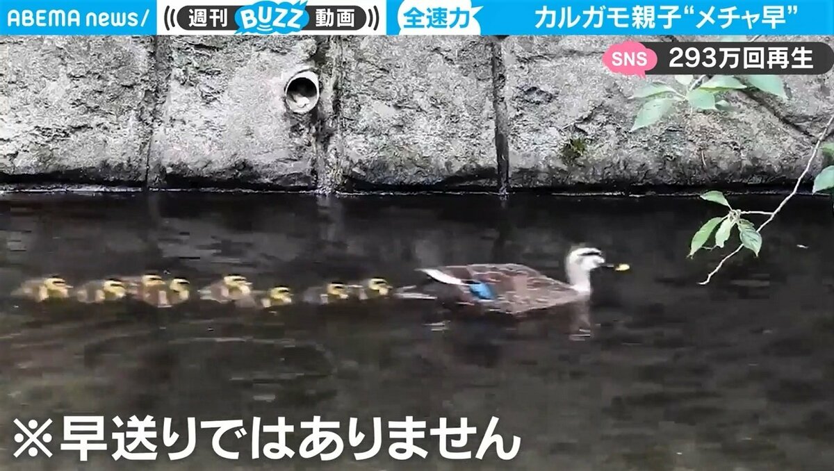 カルガモ親子が“驚異”の速さでお引越し あまりのスピード映像に“早送り