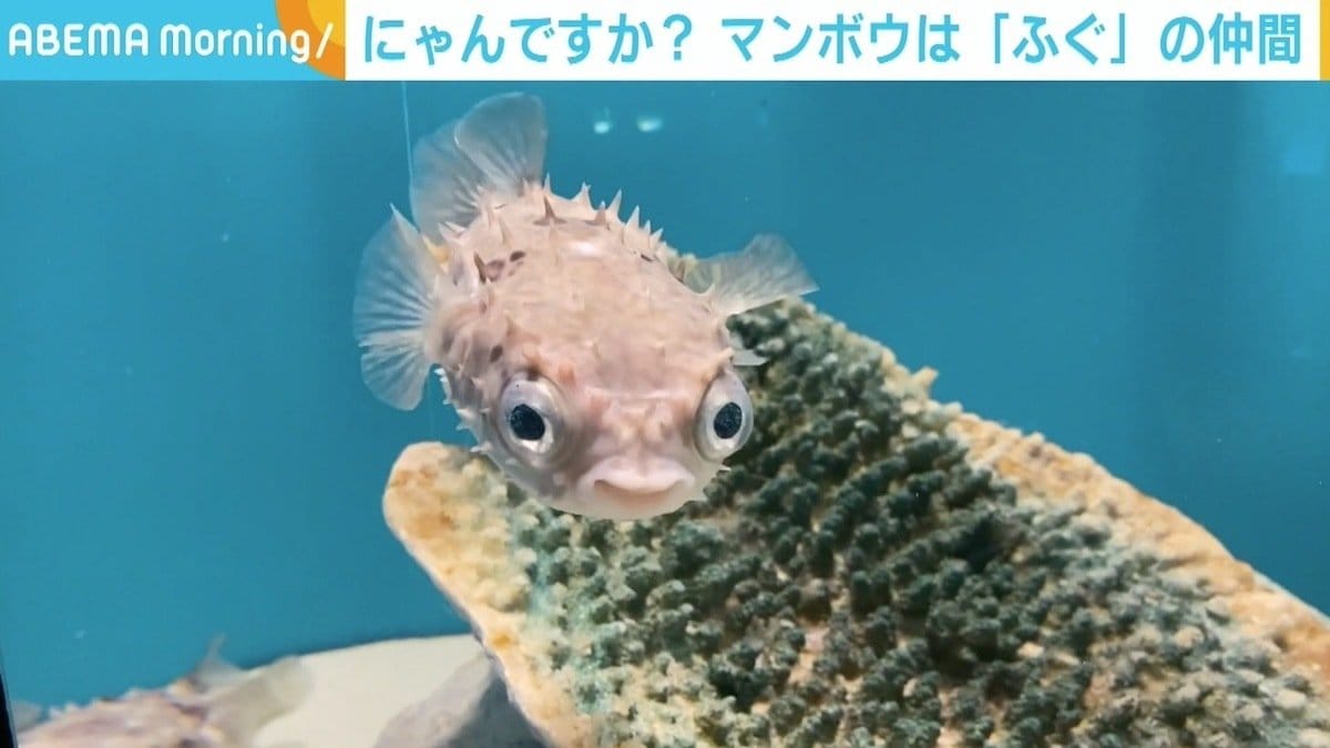 ふぐ総選挙 1位に輝いたのはなんとマンボウ 担当者 さすがという感じ 国内 Abema Times