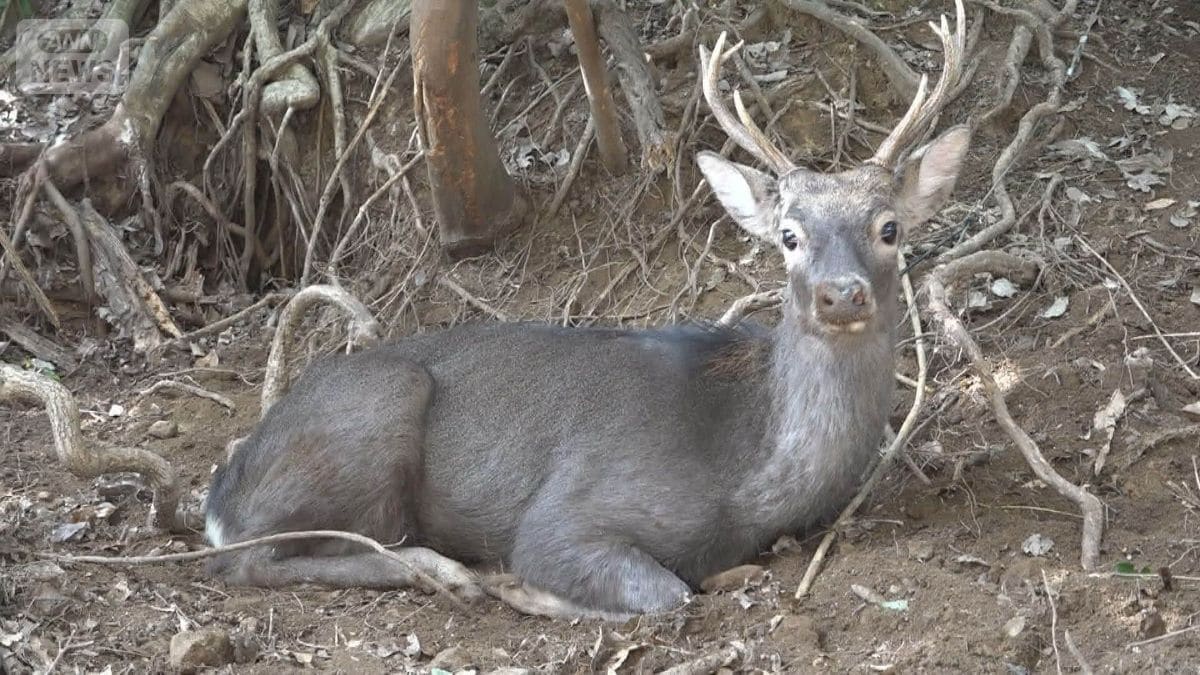 クマいない九州でシカ大増殖の被害 伝統的狩猟に同行 ハンター決死の