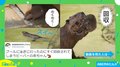 「なんで～～!!?」爆速で回収される赤ちゃんビーバーの“冒険”に爆笑の嵐 飼育員「親は本能的に巣に戻す」