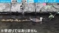 カルガモ親子が“驚異”の速さでお引越し あまりのスピード映像に“早送り”疑惑も…