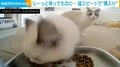 待ってたのに… ご飯待ちの兄猫「やっと食べられる」→弟猫が横入りし“呆然”とする姿が話題