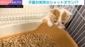 倒れたかと思ったら…まさかの爆睡！突然シャットダウンする子猫の姿に「子猫って急に電池が切れて寝ますよねｗｗｗ」と反響