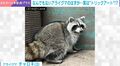 床に手をついているアライグマ→まさかの“トリックアート”姿に7万回表示の反響「画像を横にしたんじゃなくて!?」