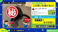 【映像】「みんな被り物は得意」フォトジェニックな猫(複数カット)