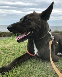 坂上忍『息子が、帰って来ました』