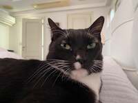 藤あや子『今朝のマルオレちゃん』