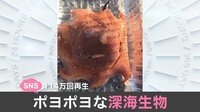 【映像】深海生物の独特な動き