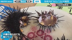 内臓を取られ“中身が空っぽ”でも動き続けるウニが「まるでホラー」 驚きの声