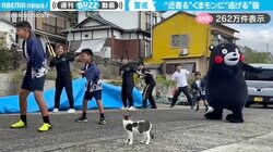 ゆるキャラ『くまモン』と猫の“ほっこりする交流”に「動画の中に平和しかない」「猫ちゃんの場違いなところに来た感w」と反響