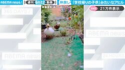 「可愛すぎるんだが…」“学校帰りの子ども”みたいな3羽のアヒルに「絵本みたい！」「大冒険した証拠がおくちばしにある」と反響