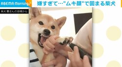 普段はニコニコ顔の柴犬が“豹変” 歯をむき出しにした大迫力な顔で固まる姿に飼い主「ずっと笑っていました」