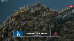 大谷翔平の試合で蜂が大量発生！ 予期せぬ遅延アクシデントにスタジアムが神対応「Let It Be」のBGMにネット喝采 「大谷“蜂”号ホームランを」の声 