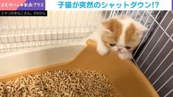 倒れたかと思ったら…まさかの爆睡！突然シャットダウンする子猫の姿に「子猫って急に電池が切れて寝ますよねｗｗｗ」と反響