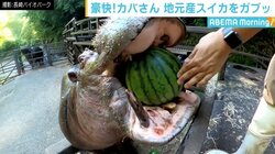 スイカを一噛みで粉々に カバの豪快な食事に「ASMR動画のようだ」の反響も