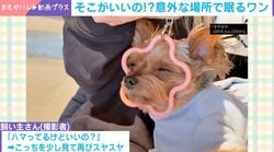 「スマホが少し重い？」と思ったら…まさかの犬の行動に165万超表示「フィットしててかわいい」「癒やされました」