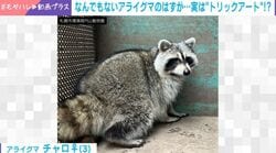 床に手をついているアライグマ→まさかの“トリックアート”姿に7万回表示の反響「画像を横にしたんじゃなくて!?」