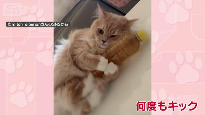 両脚でいきます