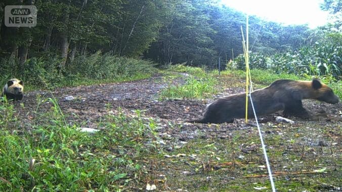 箱わなも電気柵も学習？　賢いヒグマ出没 1枚目