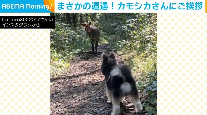 近づきたくてモゾモゾする犬 天然記念物カモシカとの“まさかの遭遇”に飼い主も感激 1枚目