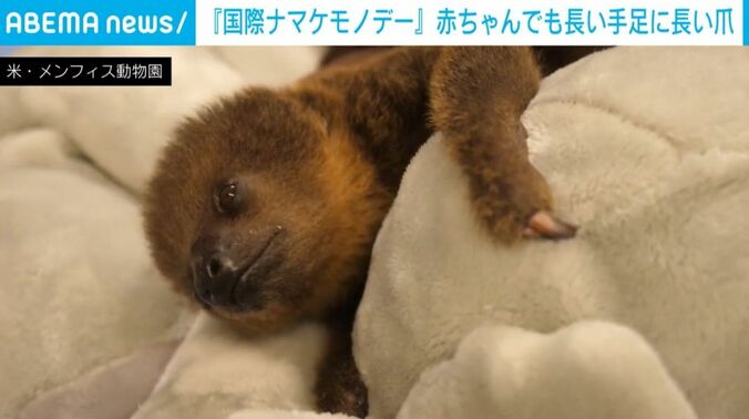 ナマケモノ