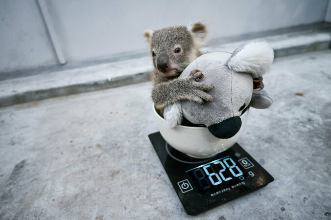 「コアラ丼が可愛すぎる」など話題 通算飼育110頭のレジェンド園を取材した『すごいコアラ！』が重版決定 2枚目