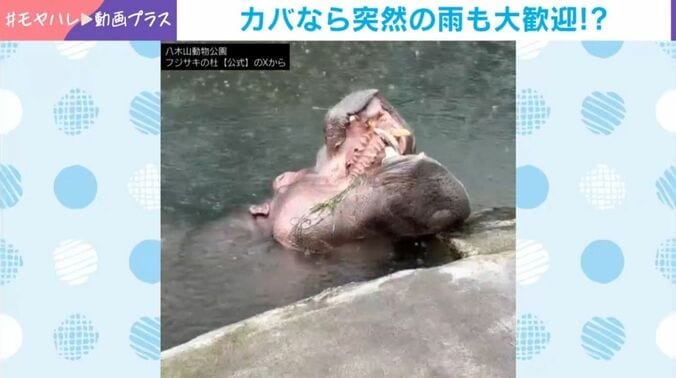 カバの「ベロ」