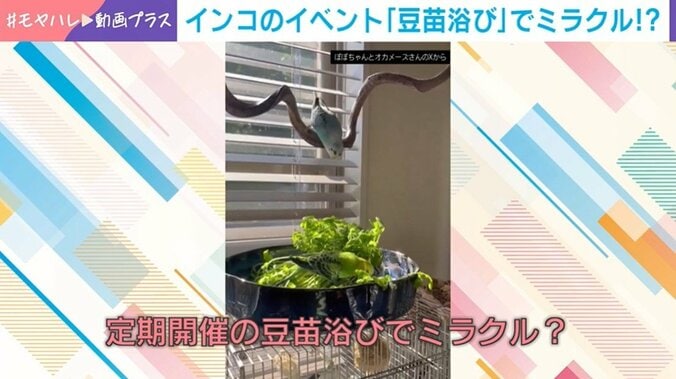 インコの「豆苗浴び」