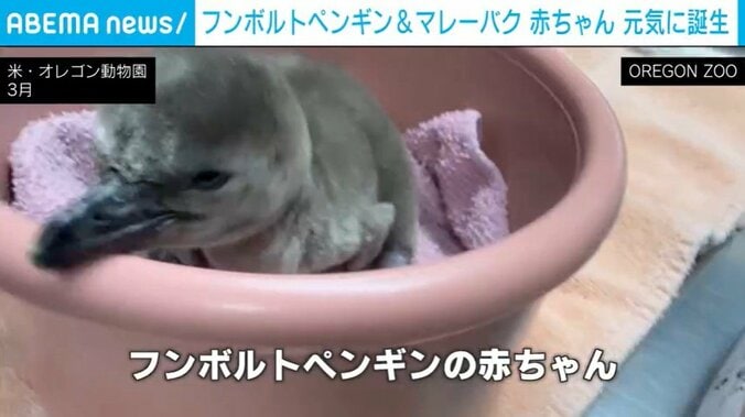 ペンギンのヒナ