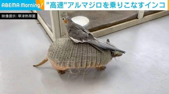 アルマジロの「むっちゃん」とオカメインコの「チエちゃん」