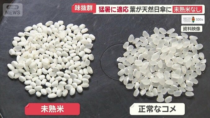 高温障害に対応したおコメも開発