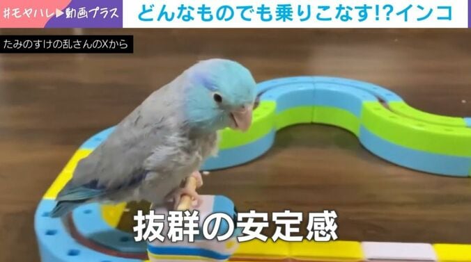 マメルリハのたみのすけくん