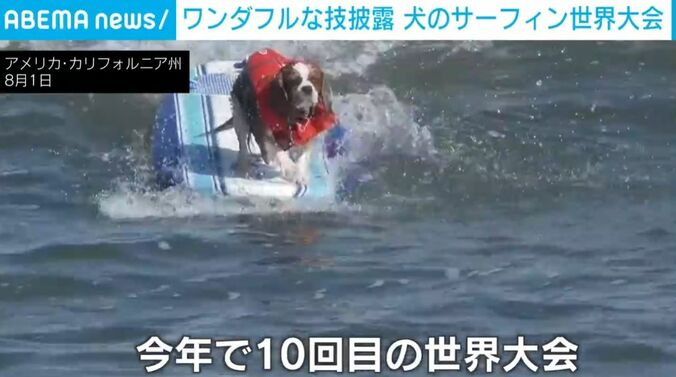 犬