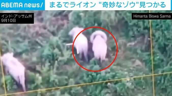 奇妙な象