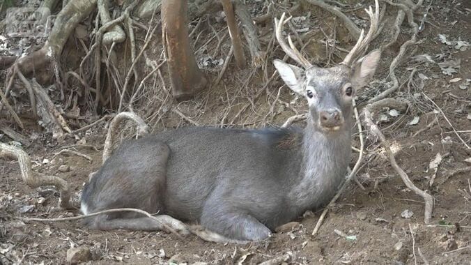 クマいない九州でシカ大増殖の被害　伝統的狩猟に同行　ハンター決死の駆除【詳細版】 1枚目