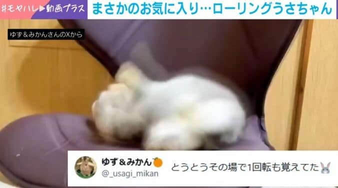 ネザーランドドワーフ・ゆずくん