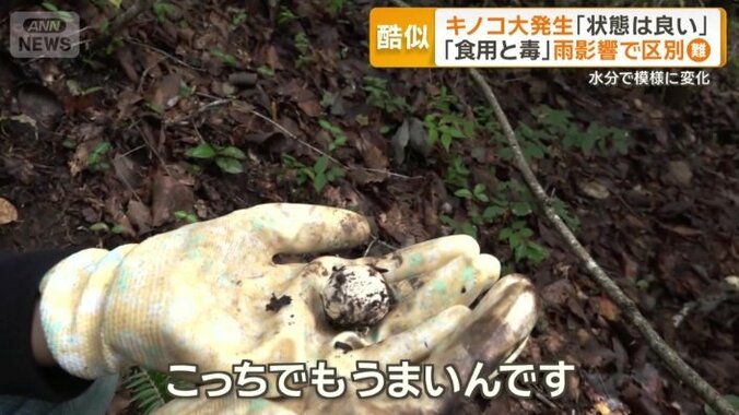 タマゴタケ